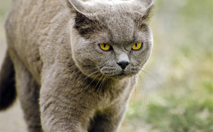 如何让猫不抓人（应该怎么做）