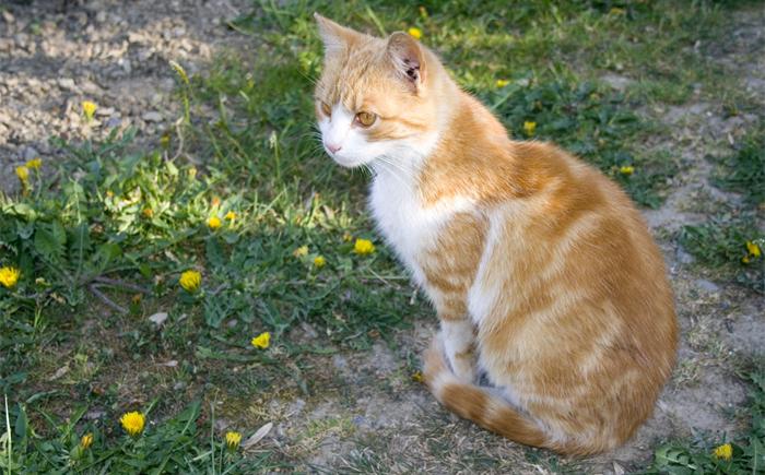 如何让猫咪适应新环境（应该怎么做）