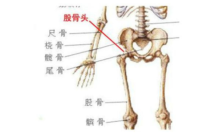 股骨头如何保养（应该怎么做）